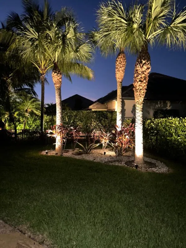 Palm trees lit by outdoor landscape lighting at night